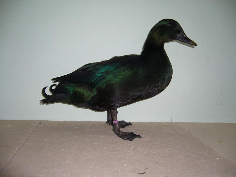 Muenster 2008 097.jpg - Smaragdenten schwarz von Geschister Farwick Preis HV 96 E